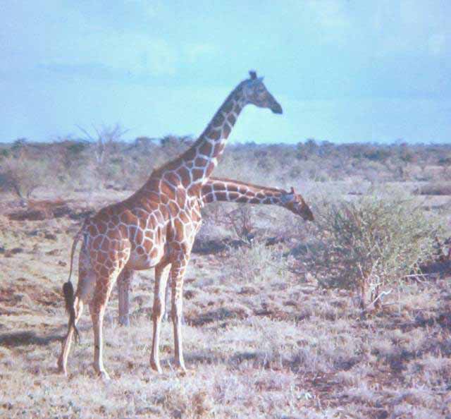 giraffes